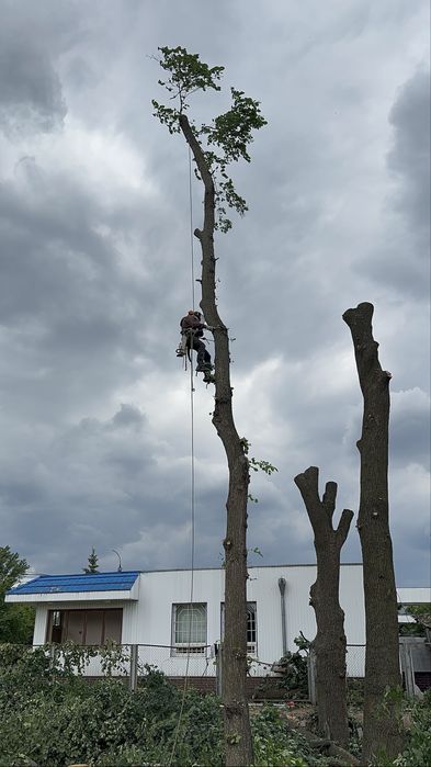 Спилить дерево, срезать дерево