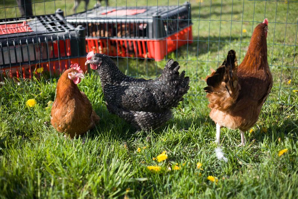 Kury Kokoszki nioski