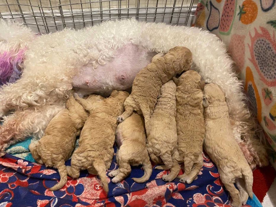 Чудесные щенки пуделята ищут семью