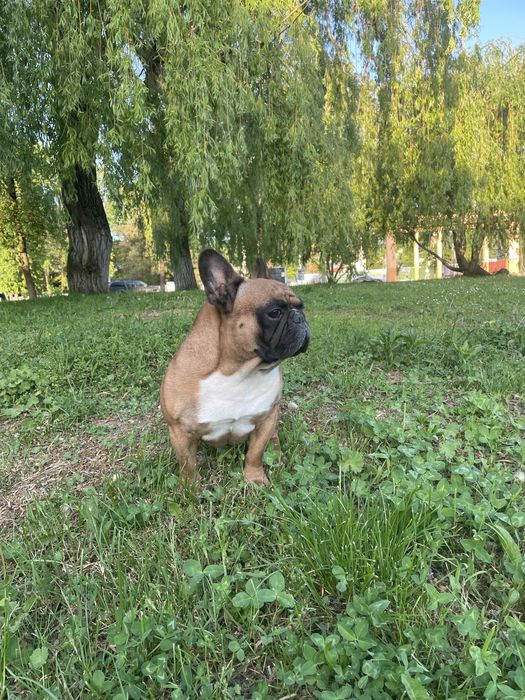 В‘язка Французький Бульдог