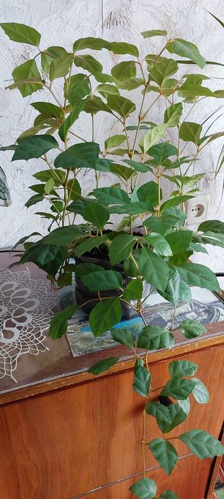 Комнатный цветок циссус