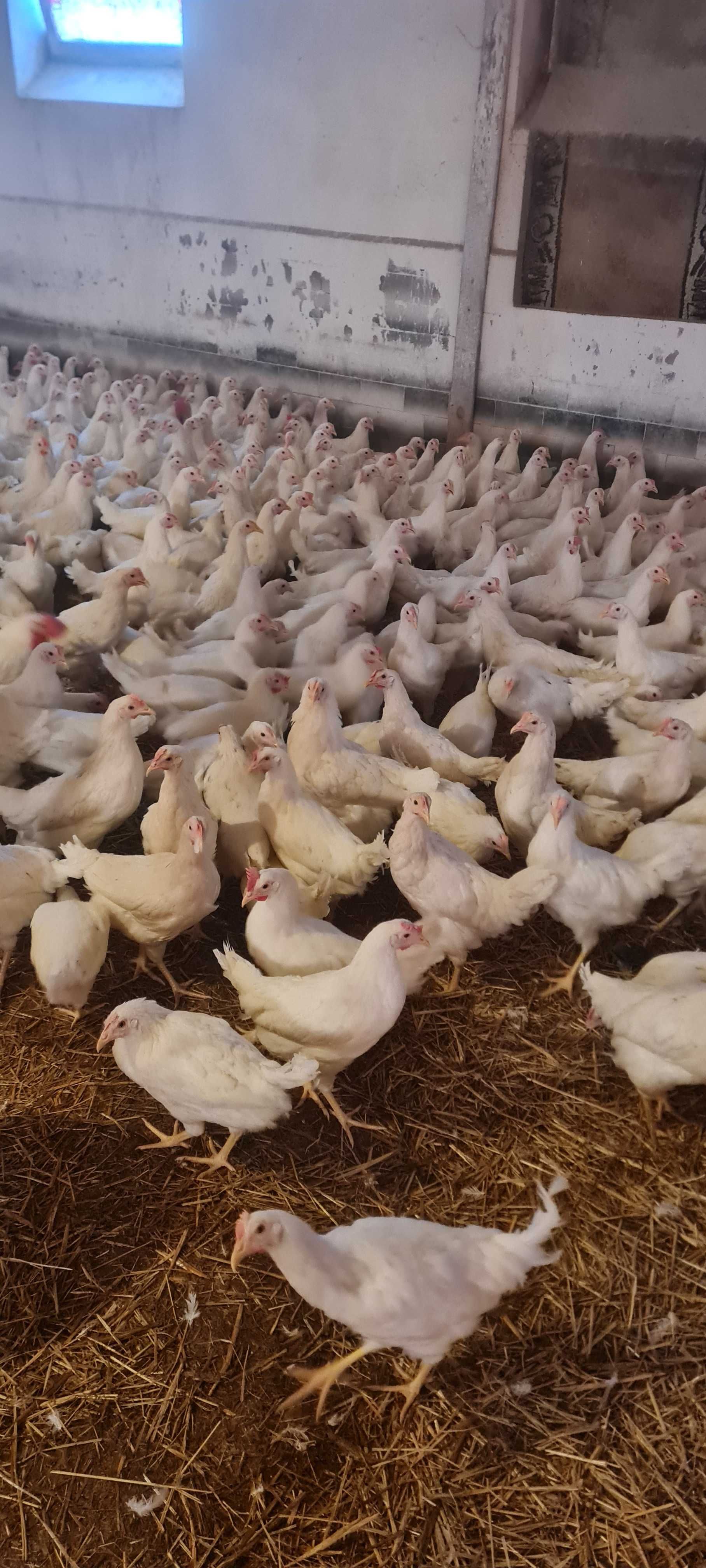 Kury NIOSKI od 8 do 26 tyg ! Rossa Messa Leghorn Sussex ! Zapraszam !