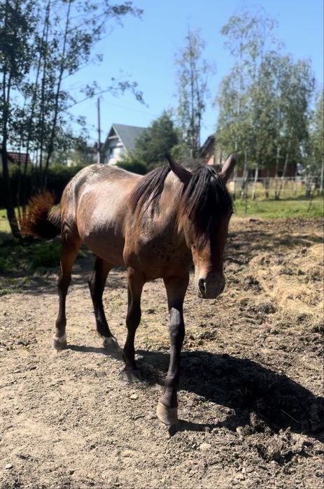 SAPHIRA - fryz-tarant ! - 2.5 roku