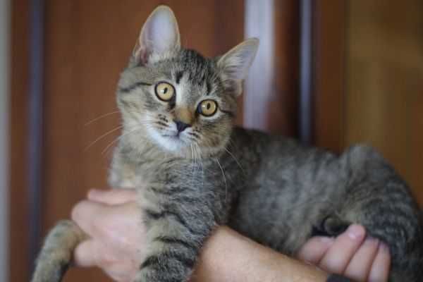 Cudny, mruczący kocurek do adopcji