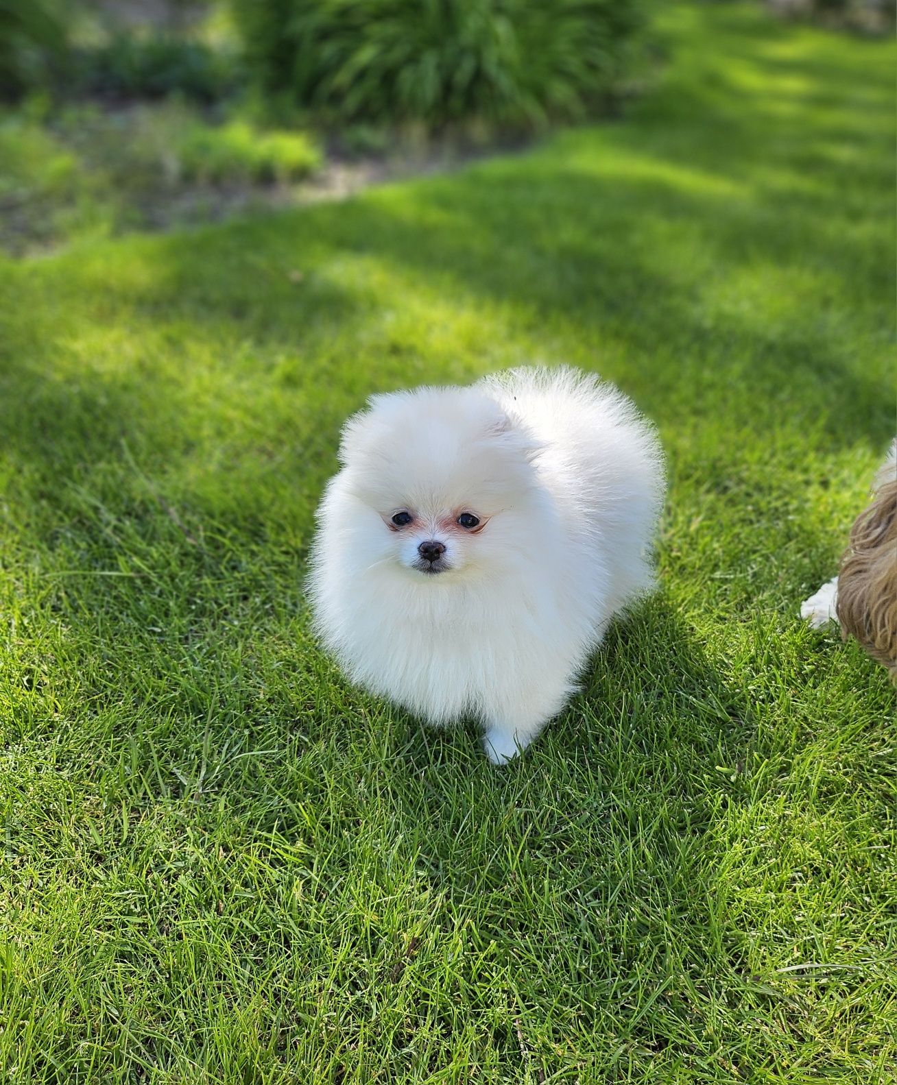 Śliczna suczka szpic miniaturowy pomeranian