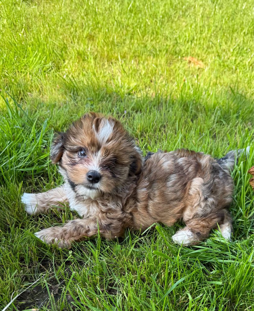 Piękny piesek Red Merle Yorkshire Terrier