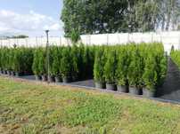 Tuja Thuja szmaragd 100cm Transport do klienta