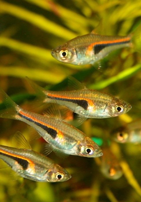 Нанорибки для невеликого акваріуму