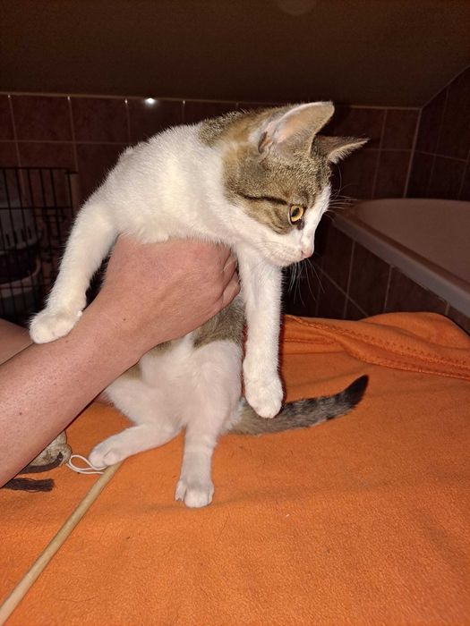 Drobniutka 2 kg koteczka do adopcji