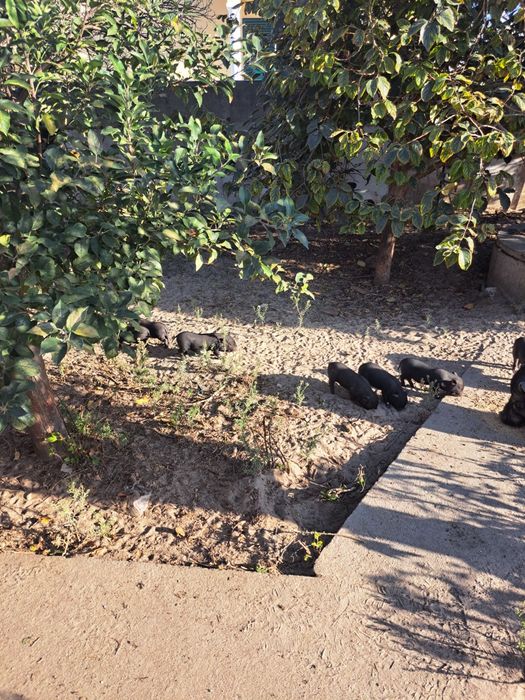 Bebés mini pig  cruzado com vietnamita