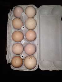 Jaja wiejskie kurze z wolnego wybiegu