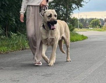 KANGAL. Suczki. Kangalowa Wataha FCI rodzice import z Turcji i Serbi