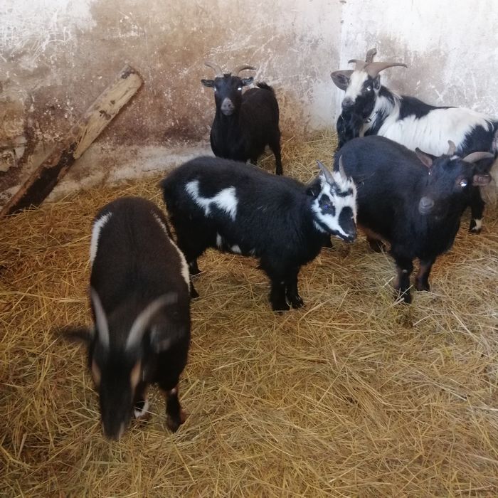 Kózki miniaturki dla dzieci do ogrodów., do skubania trawy.