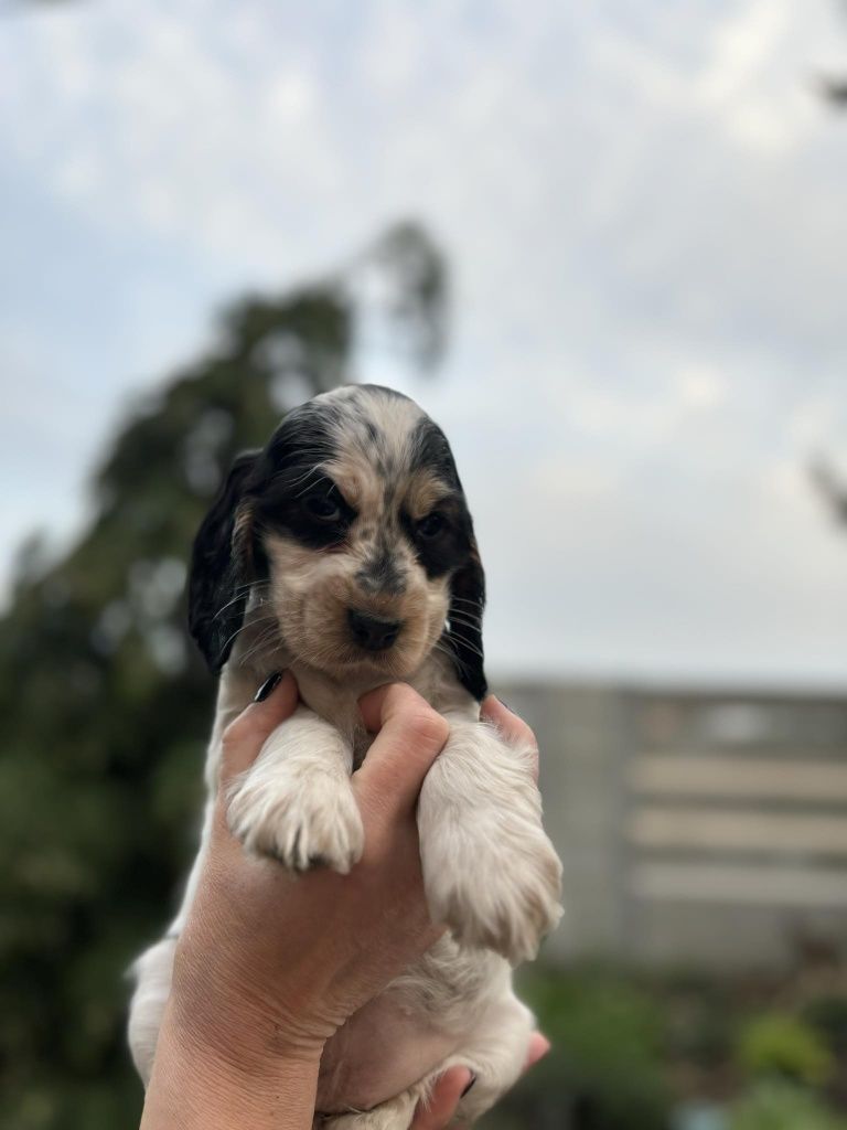 Cocker spaniel angielski reproduktor