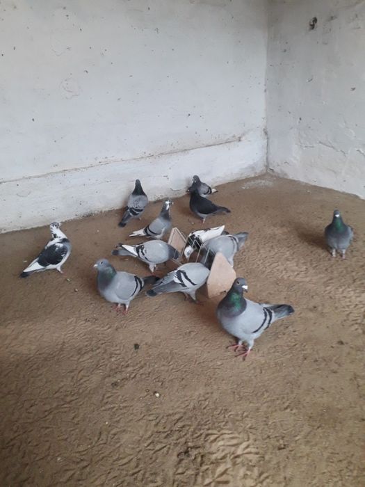 Gołębie pocztowe obrączkowane