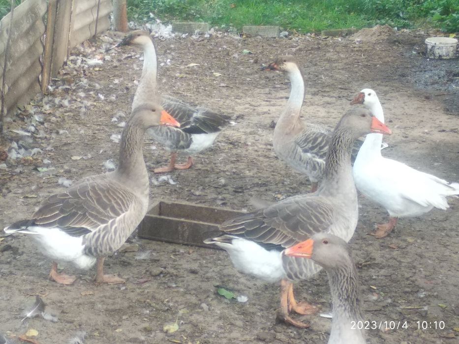 Продам Гуси Порода Велика Сіра