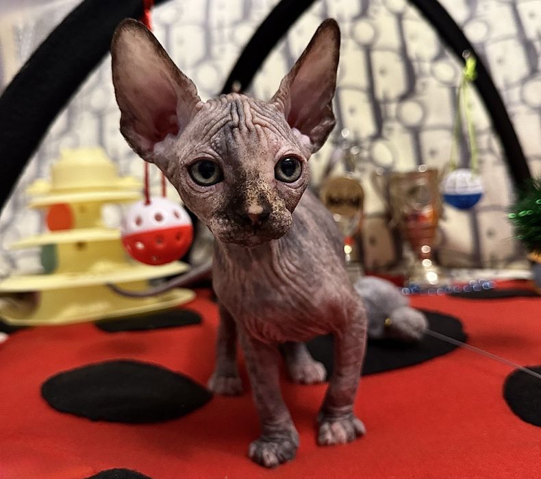 Канадський сфінкс, клуб, родовід WCF, доставка, документи для виїзду