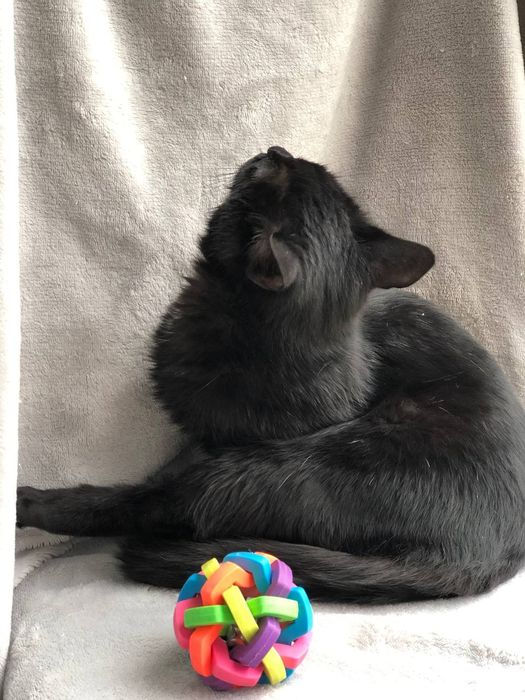 Котик 5 месяцев бесплатно