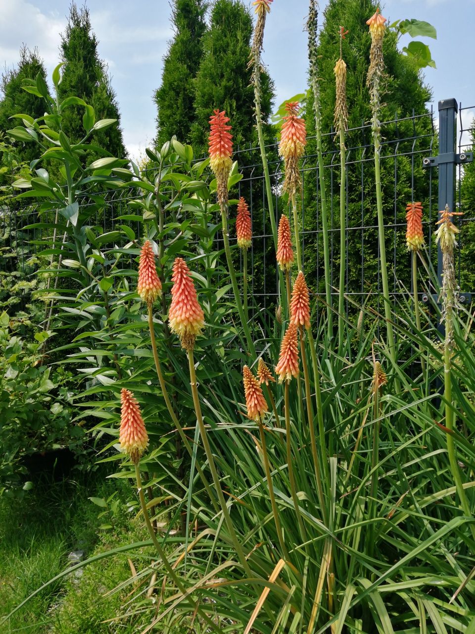 Trytoma groniasta Kniphofia 3 doniczki z sadzonkami, kępy, nadwyżki
