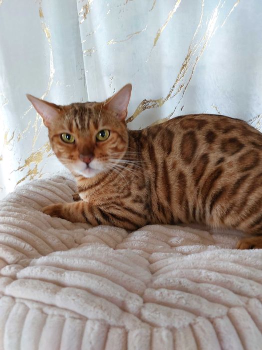 Kotka Bengalska pohodowlana z rodowodem FPL