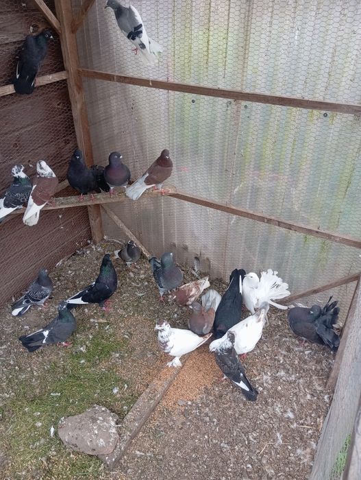Gołębie mieszane itd