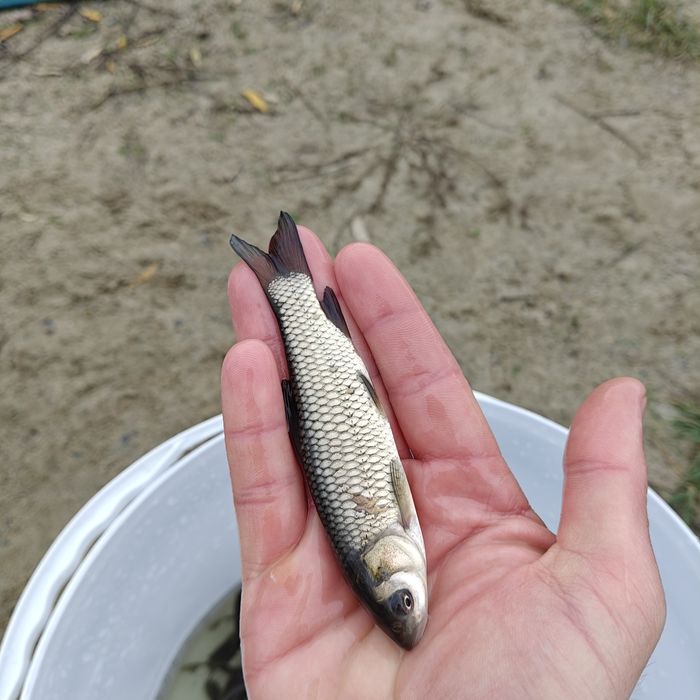 Продажа малька Коропа, амура, толстолоба