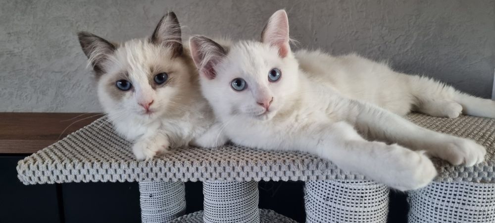 Ragdoll piękne koty do Felinoterapii FPL FIFE