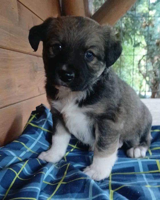 Oddam szczeniaka w dobre ręce