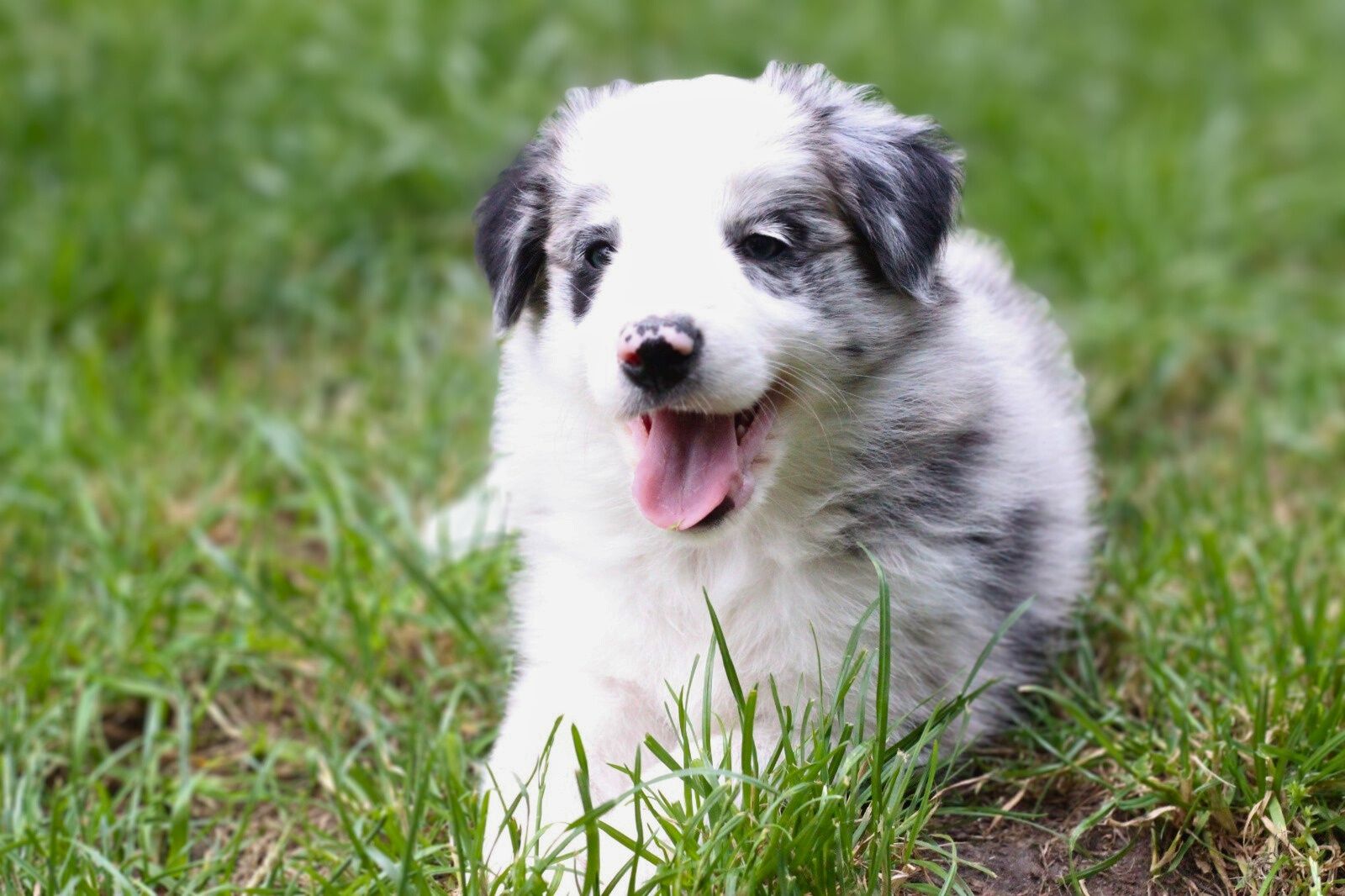 Willow cudny border collie. FCI ZKwP