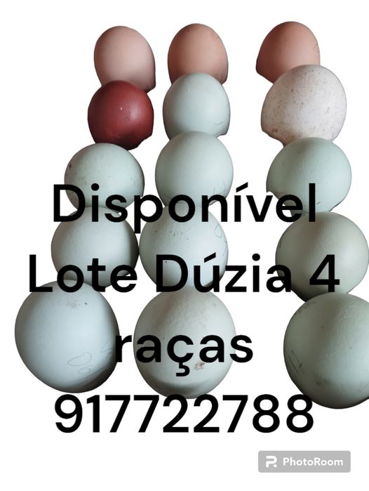 Ovos Férteis, galinhas de raça lote dúzia 4 racas