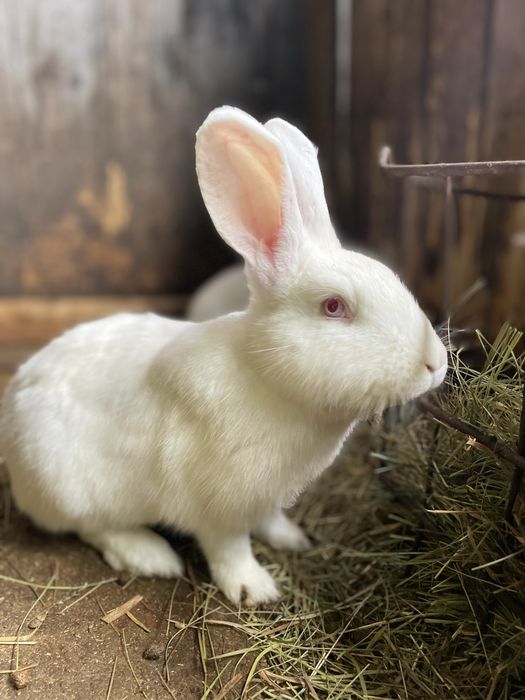 Кролики різні породи