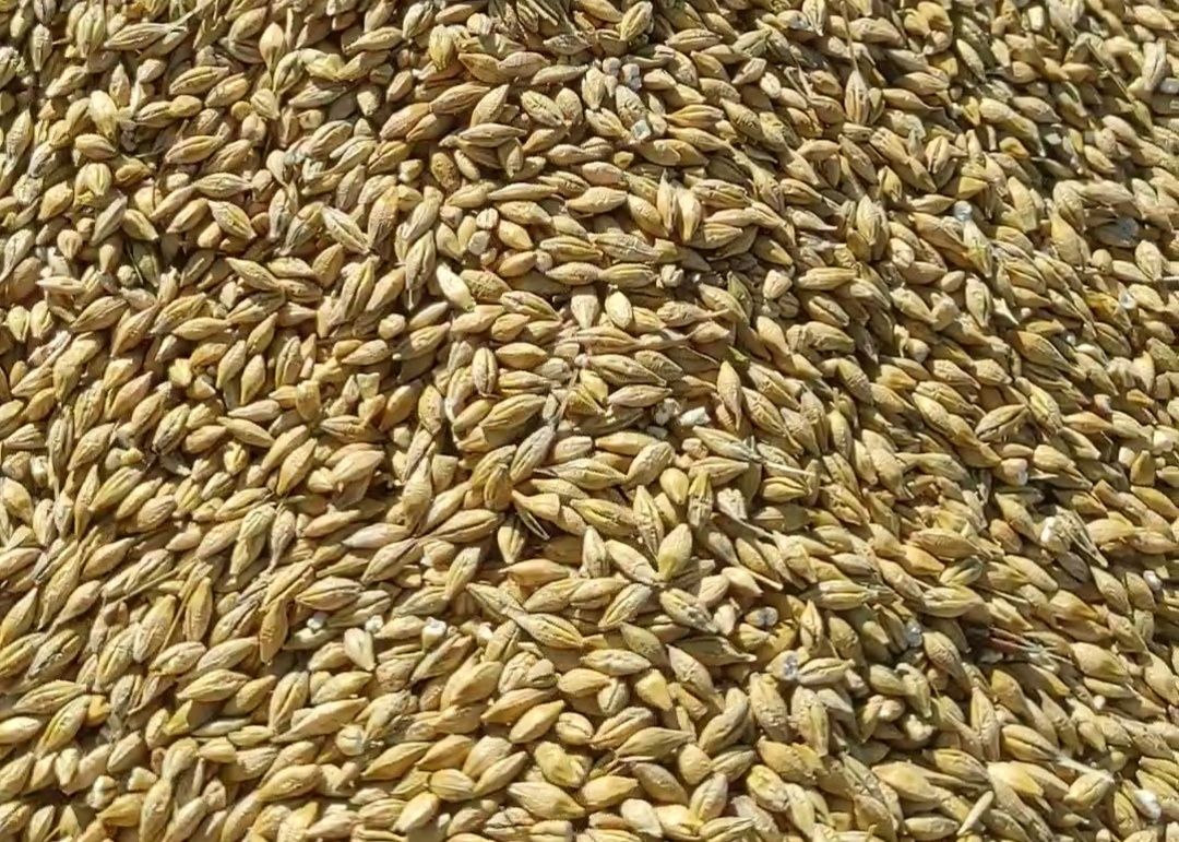 Продам ячмінь ярий сорт Спітфаєр