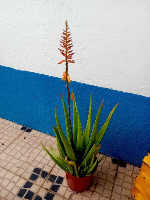 Aloe Vera Barbadensis