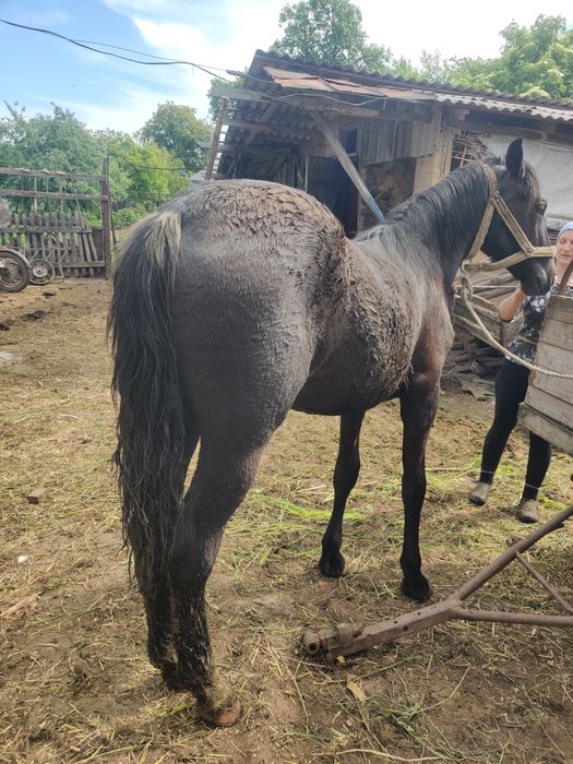 Молода кобила 1 рік здорова та активна