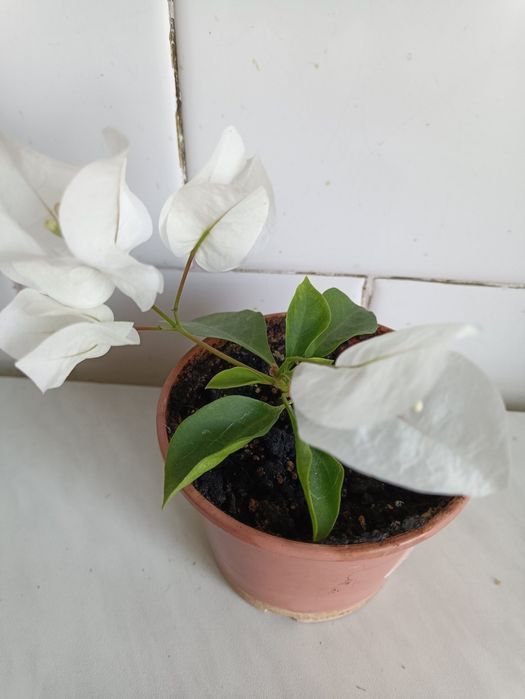 Бугенвілія - кімнатна королева.