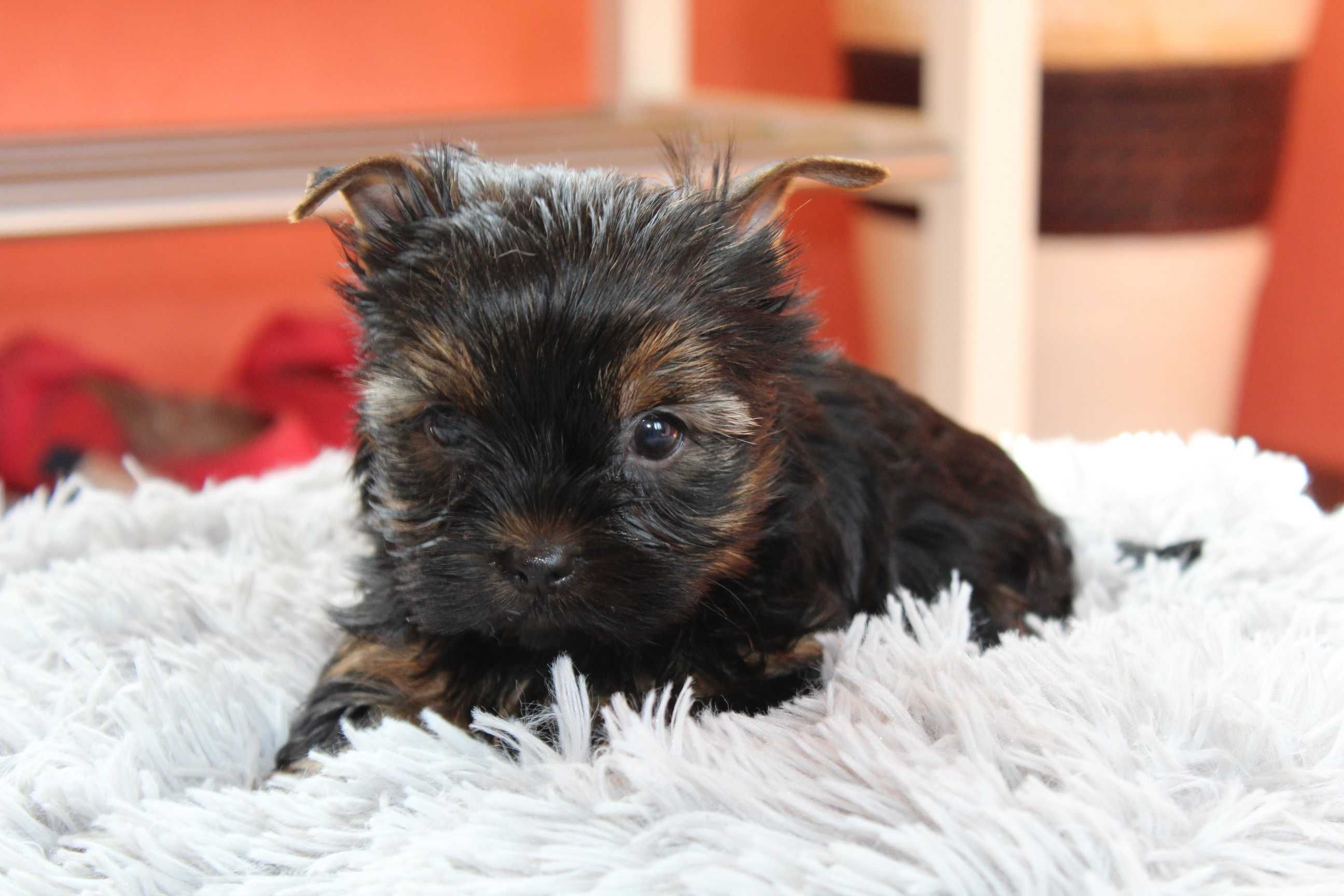 Yorkshire Terrier , Śliczny Miniaturowy XS Piesek Rodowód