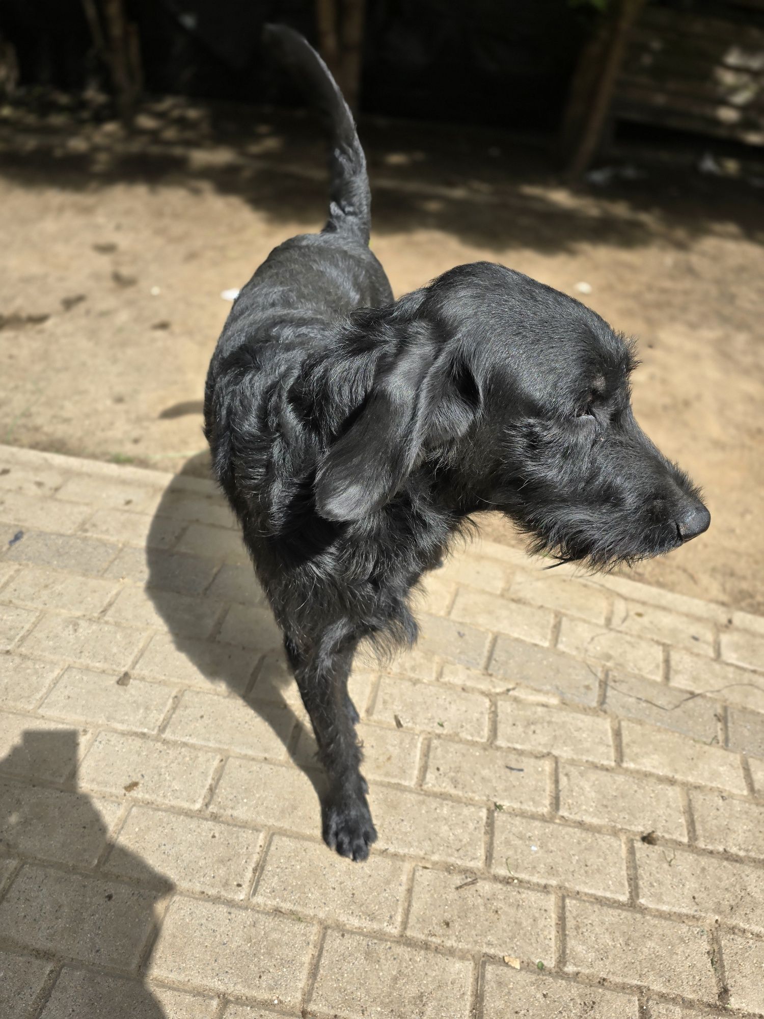 Labradoodle/ chłopczyk