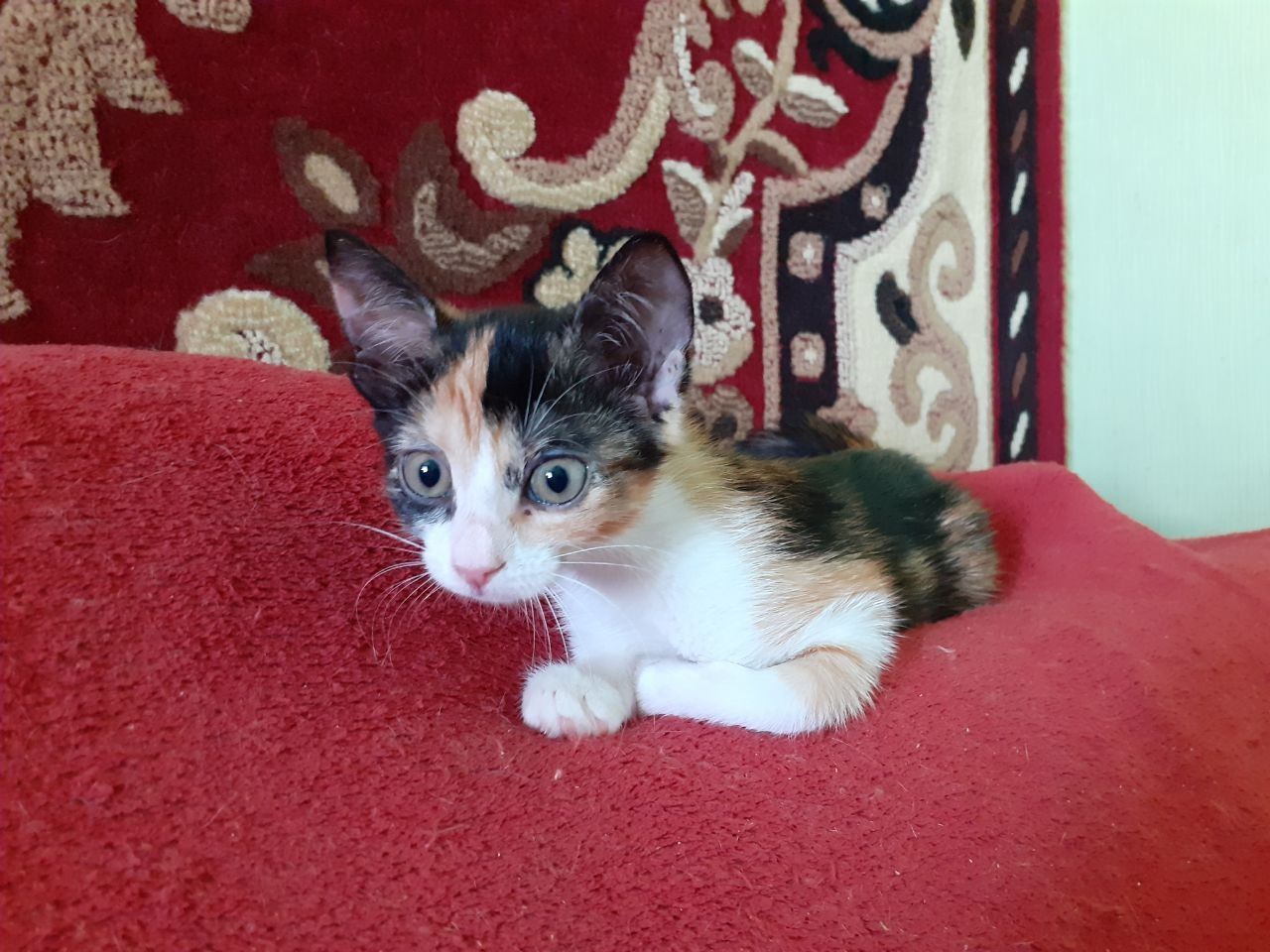 Чудо! Трёхмастная девочка кошечка котёнок котеня принесет вам счастье!