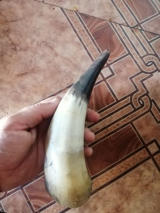 Рог сувенирный натуральный