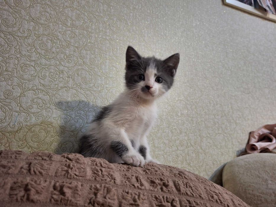 Котенок, котик, кошеня Первомайськ