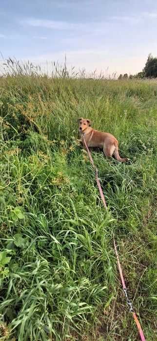 Frajda czysta radość