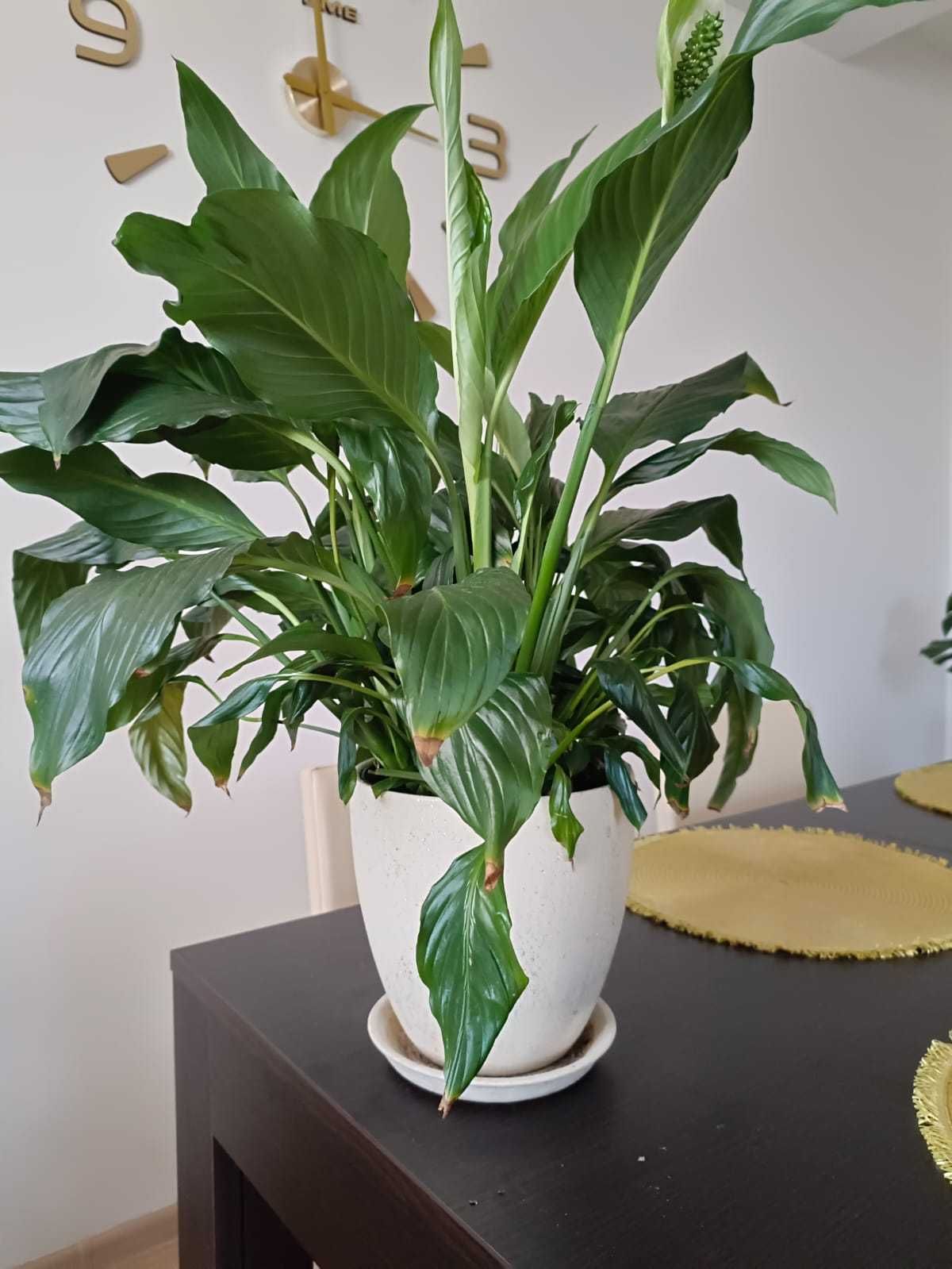 Monstera Hoja Asparagus Difenbachia Dracena i inne kwiaty doniczkowe