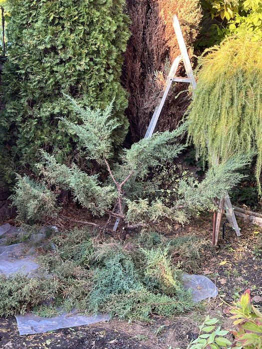 Садівник| Газон | Стрижка хвойних. Обрізка дерев