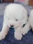 Samoyed pies ...