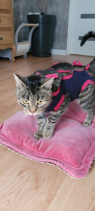Szukamy kochającego domu dla ok 11-12 mies. kotki