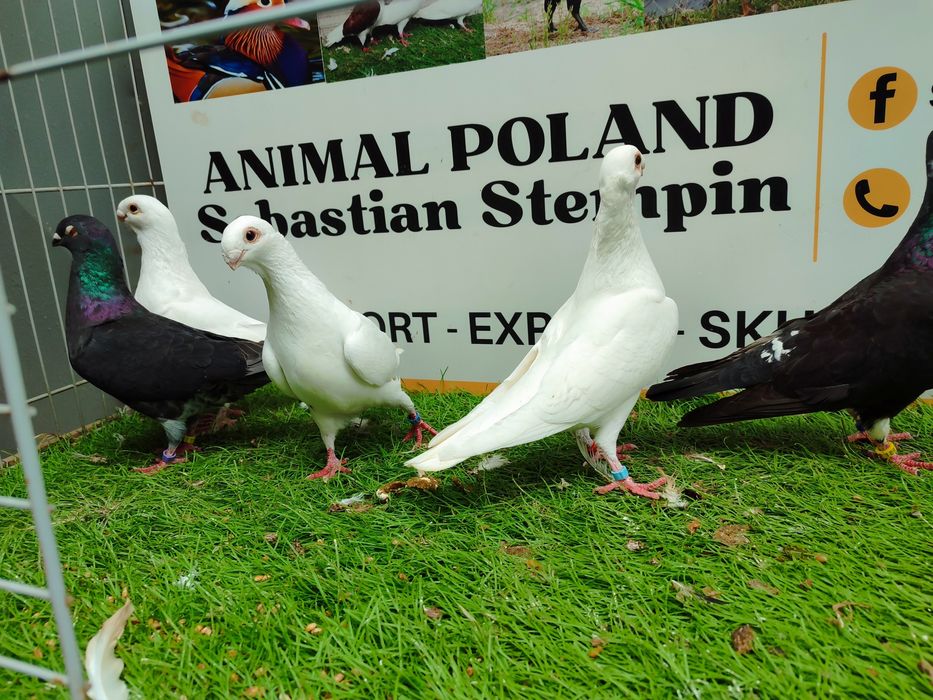Gołębie. Antwerpskie. Orliki. Możliwy transport