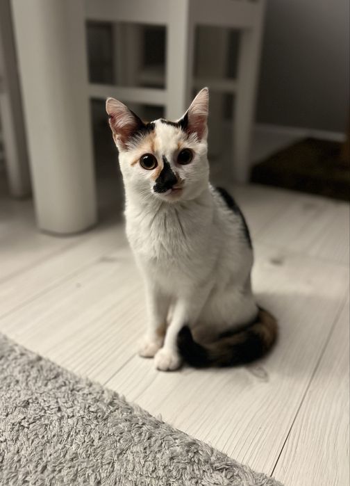 Mała kicia Norcia do adopcji