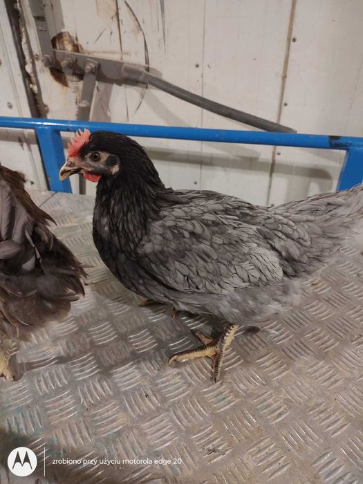 Kury NIOSKI ! Dominant Rossa Messa Leghorn Sussex ! Dowóz Zapraszam !!