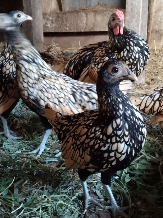 Сібрайт лимонний 250 грн