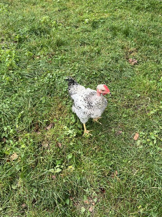 Кури голі шийки, продамо півня або пару